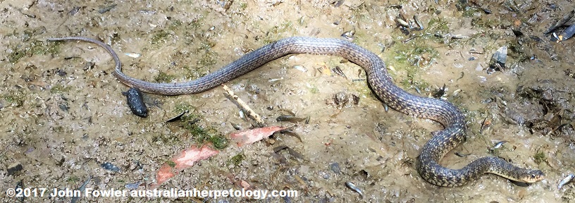 Keelback or Freshwater Snake